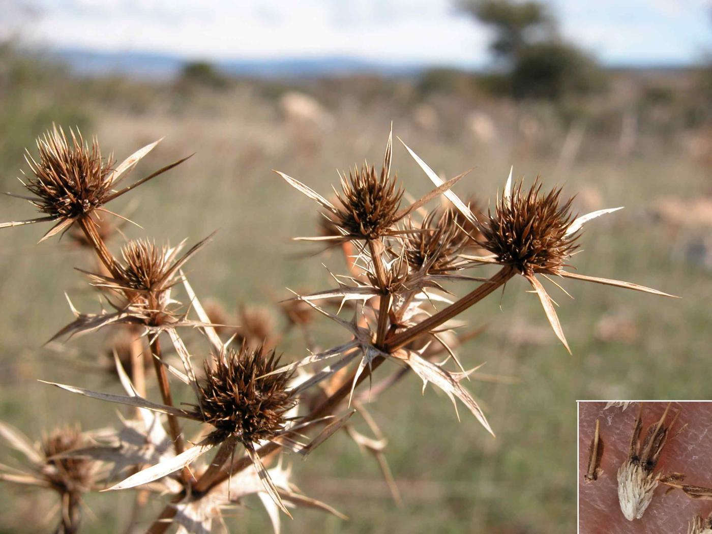 Eryngo, Field fruit